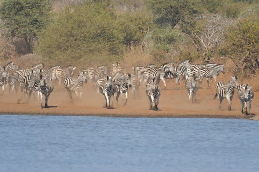 Visiting the waterholes to see who comes and drinks