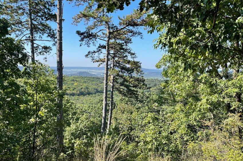 Un paisaje boscoso con árboles altos y una vista distante de un valle. 5