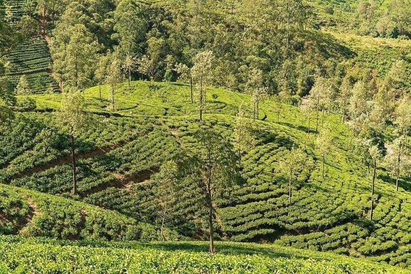 Adventure Day Itinerary to Kandy From Colombo or Airport 5
