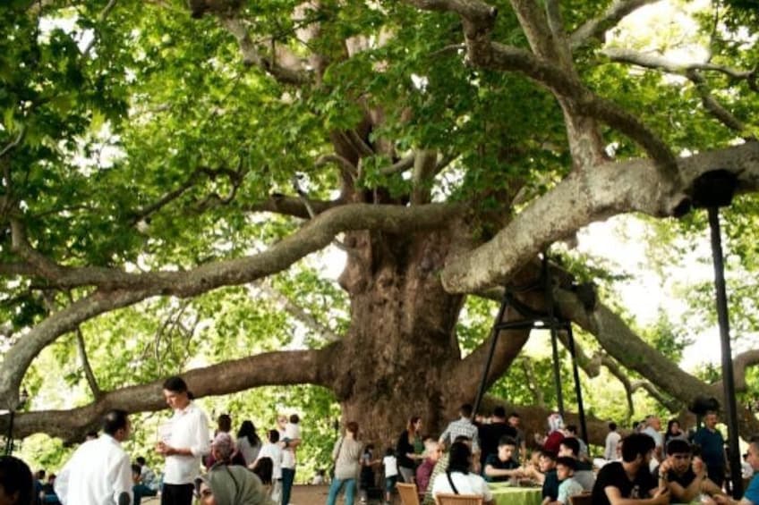 Un grand arbre avec une balançoire. 3