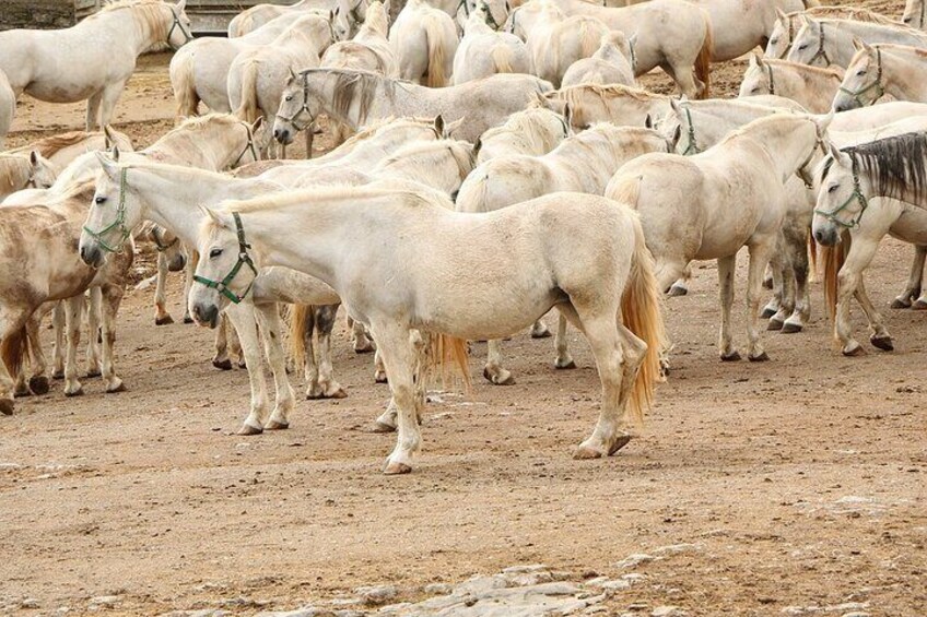 Beautiful white Lipizzan horses