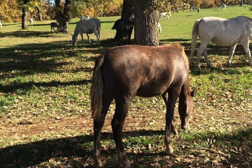 Lipica is the oldest European stud farm continiously breeding one of the oldest cultural horse breeds.