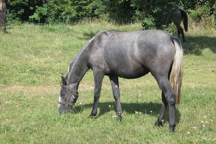 Juicy and tasty grass...
