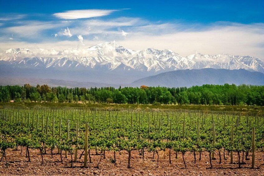Salentein (Uco Valley) + 2 wineries with lunch included 2