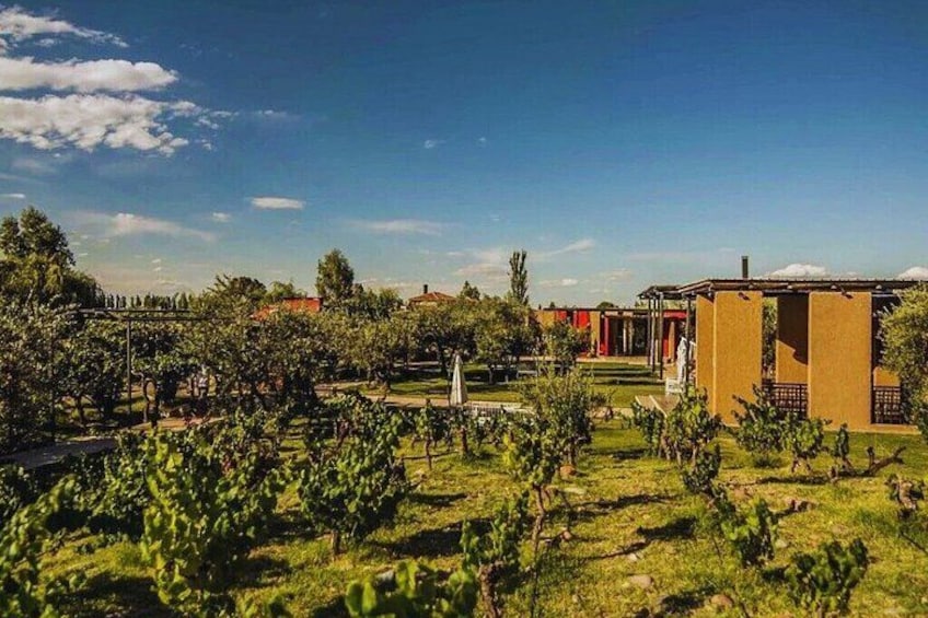En vingård med rækker af vinranker, en lille bygning og en klar blå himmel. 5