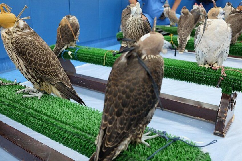 Falcon Hospital Tour with Hotel Pick up & Drop off 5