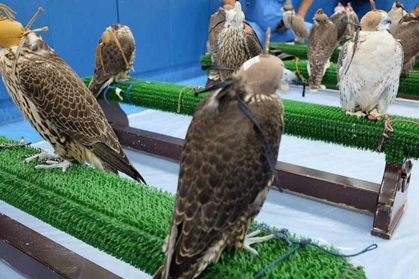 Falcon Hospital Tour with Hotel Pick up & Drop off 2
