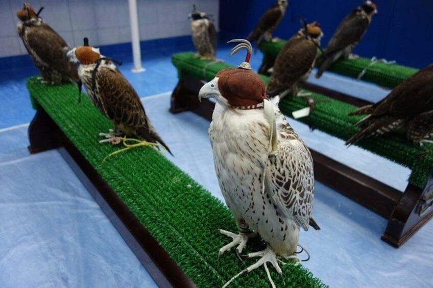 Falcon Hospital Tour with Hotel Pick up & Drop off 3