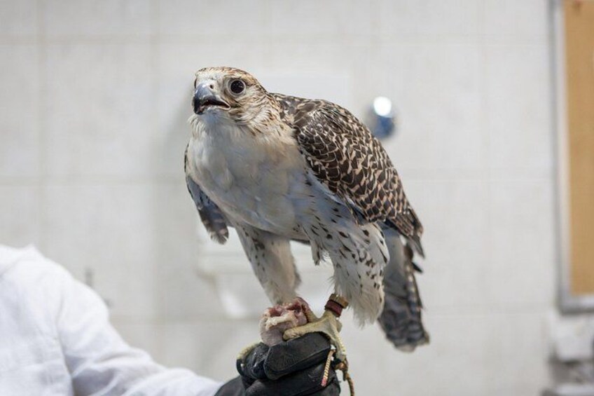 Falcon Hospital Tour with Hotel Pick up & Drop off 1