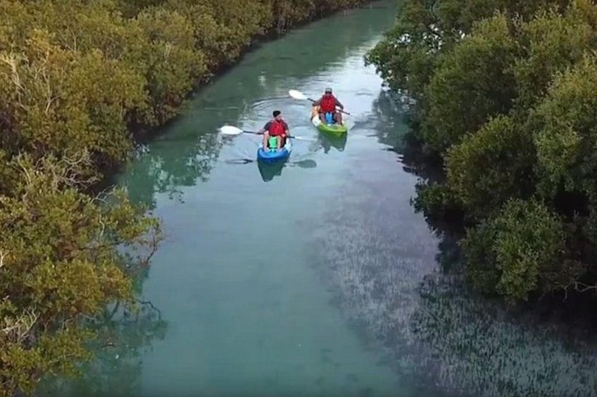 Mangroves Kayaking with Pickup & Drop Off 3