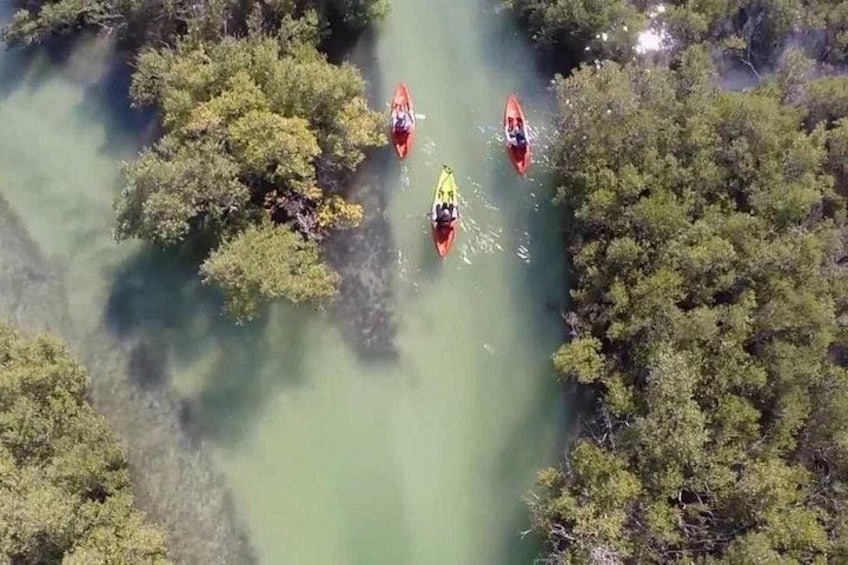 Mangroves Kayaking with Pickup & Drop Off 4