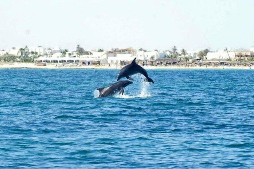 Ein Delfin springt aus dem Wasser, im Hintergrund ein Strand und Gebäude. 1