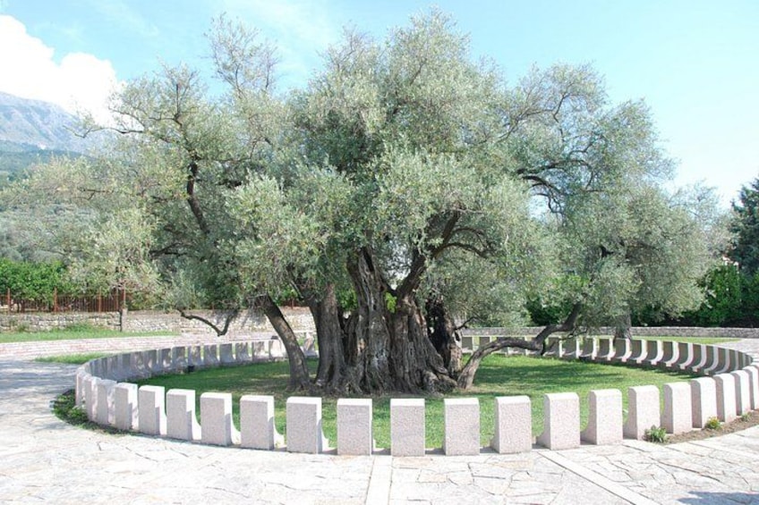 A large tree with a thick trunk and dense foliage, surrounded by a low stone wall. 4