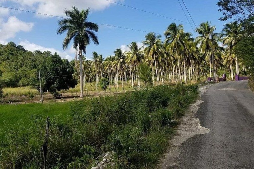 A rural road with palm trees and green fields. 5