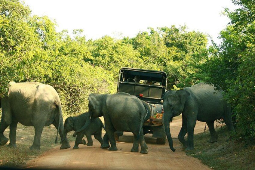 A road with elephants and a vehicle. 4