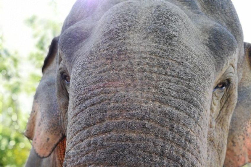 A close-up of an elephant's face. 2