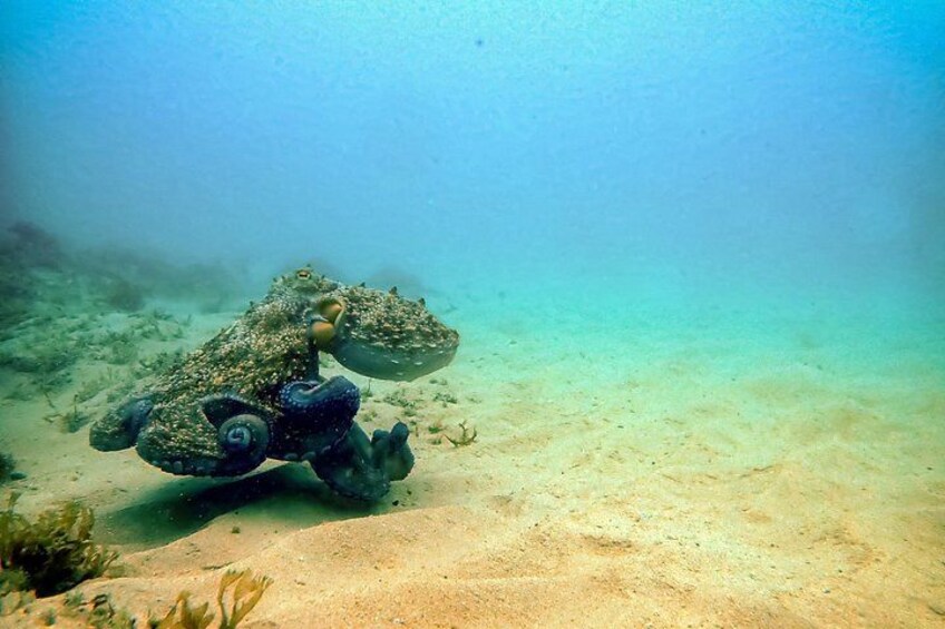 An underwater scene with a large, textured rock formation and a sandy seabed. 5