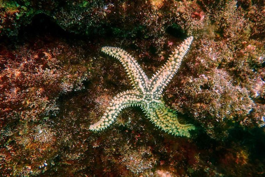 A starfish on a rocky underwater surface. 5