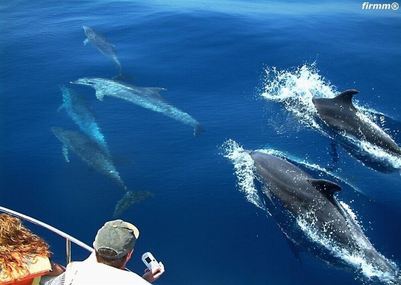 From Seville: Tarifa Whale Watching Day Trip