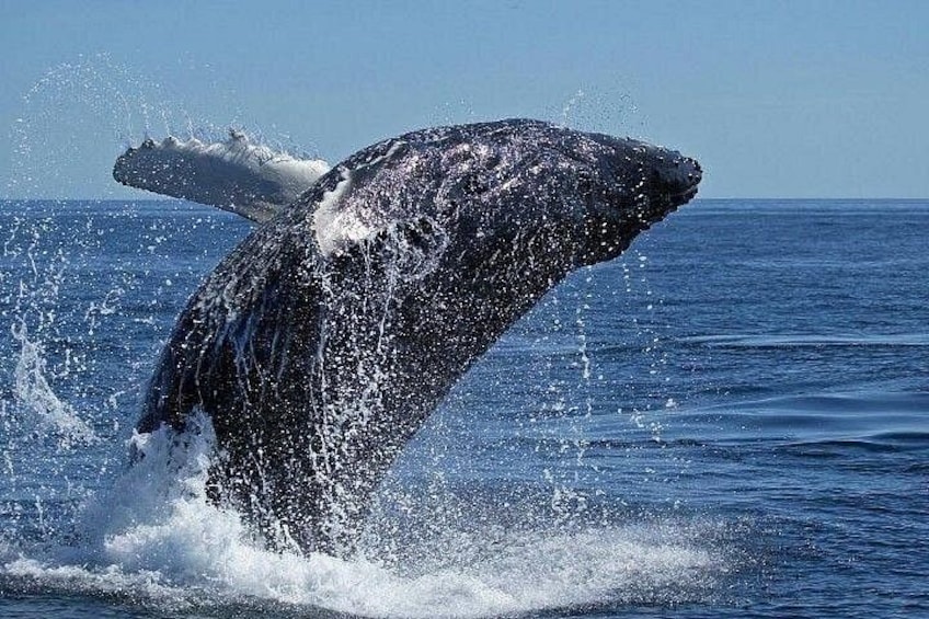 Una ballena emergiendo del océano. 3