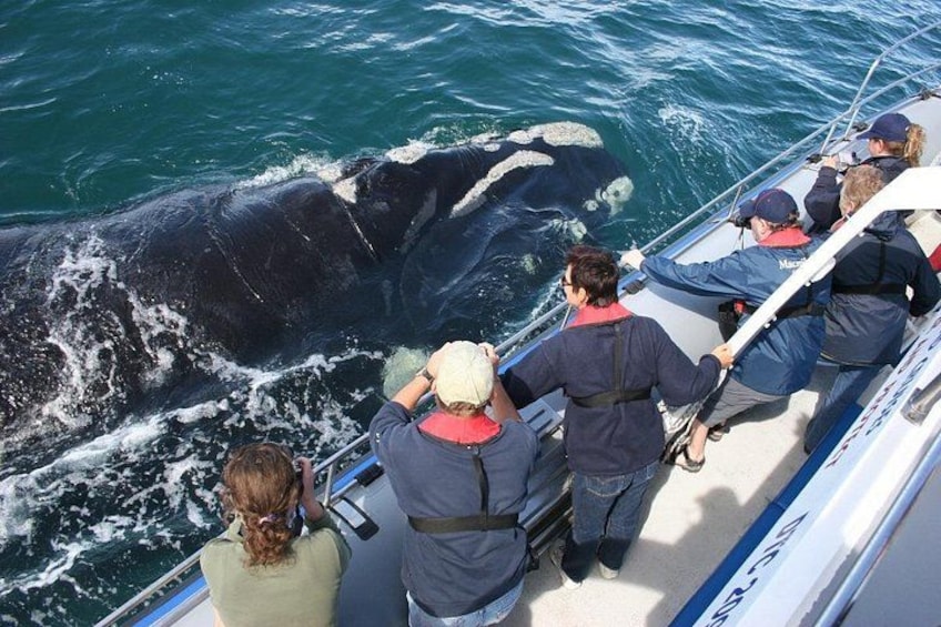 Un grupo de personas en un bote observando una ballena grande en el océano. 2