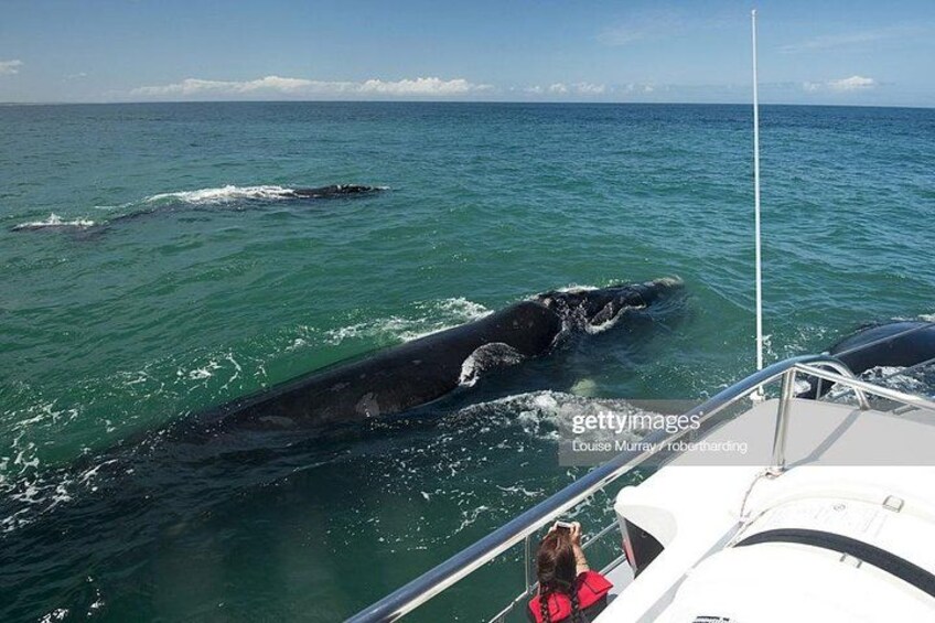 Best Cape Town Hermanus Whale Watching Tour with Transport 4