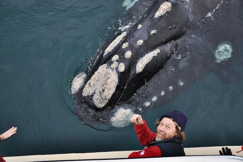 Une personne à bord d’un bateau, pointant une baleine couverte de balanes. 1
