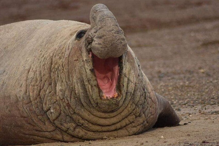 Un ippopotamo con la bocca aperta sdraiato a terra, ripreso in primo piano. 2