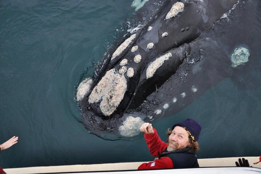 A person on a boat observing a whale with barnacles in the water. 1