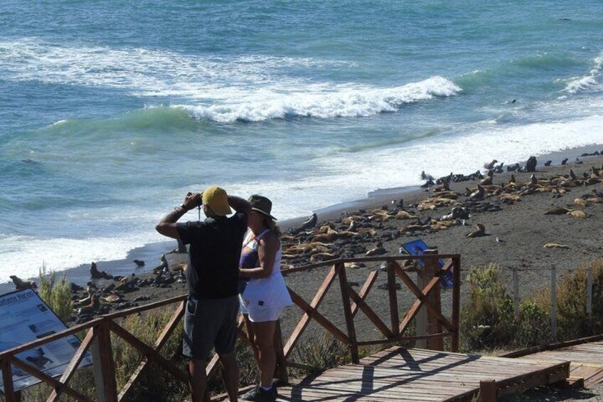 The Best of Peninsula Valdés in one day 4