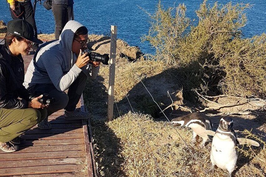 Penguins in Caleta Valdés, from September to April

Photo: Facu