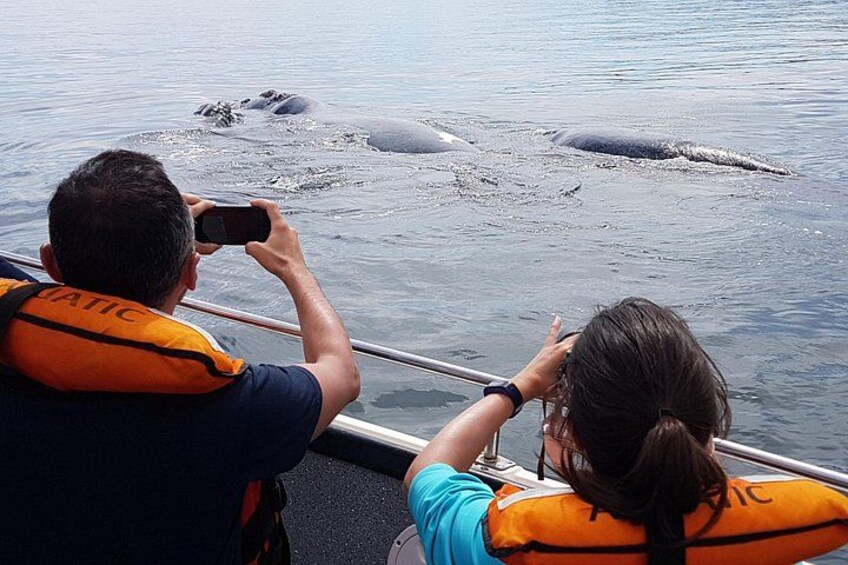 Embedded whale watching June to December
(Optional)
Photo: Facu
Photo: Facundo 4