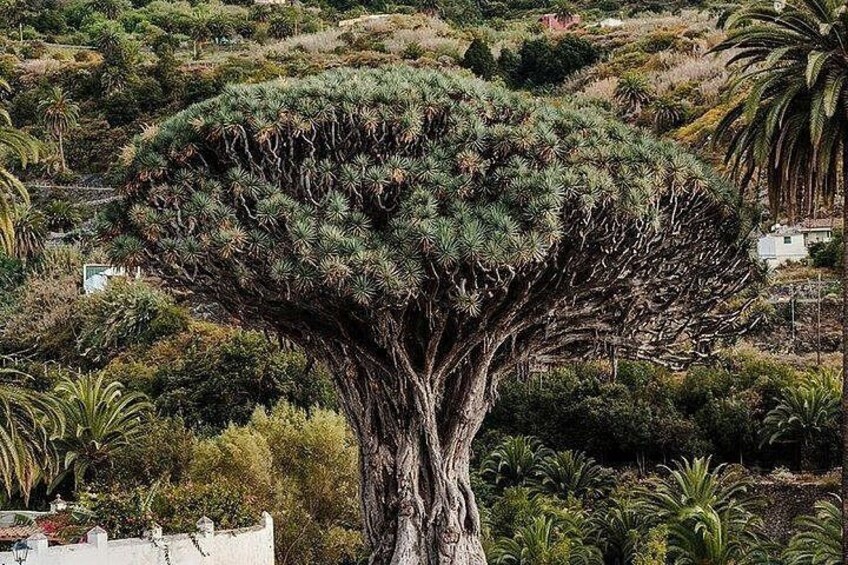 MILLENARY TREE, WINE ICOD 3