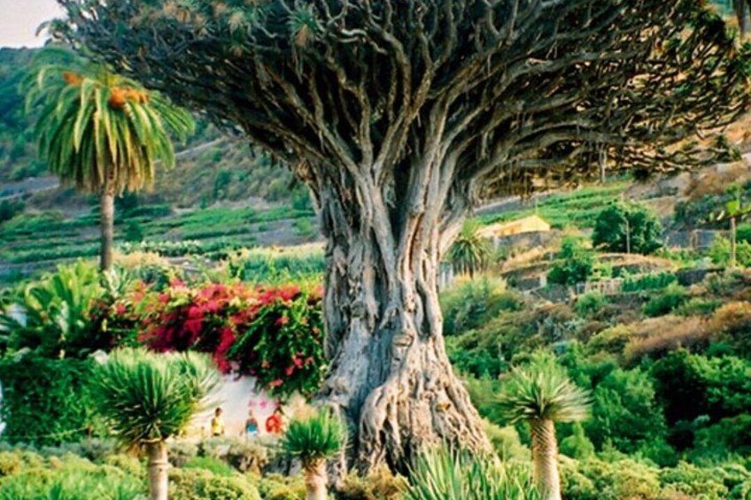 MILLENARY TREE, WINE ICOD 1