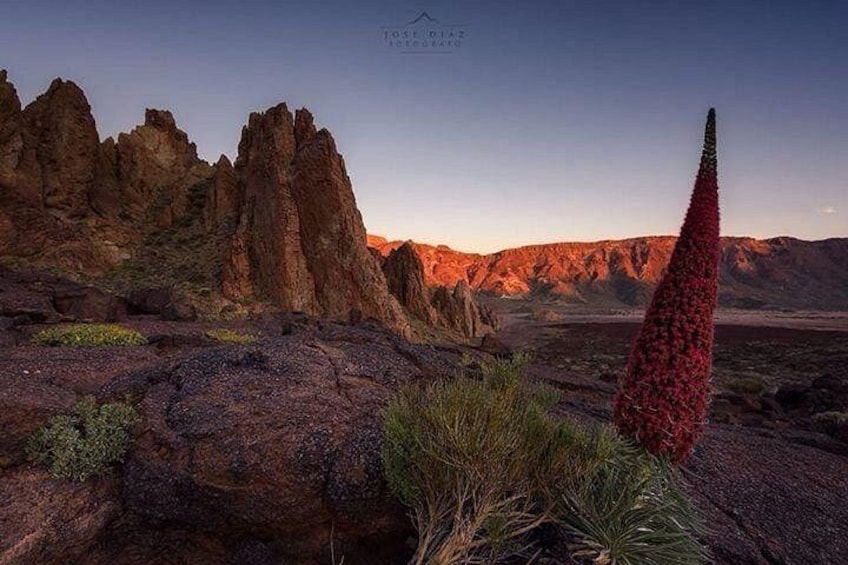 TEIDE NATIONAL PARK 5