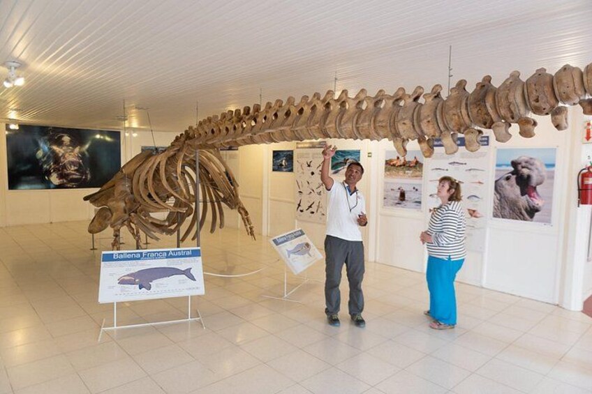 Esqueleto Ballena Franca Austral 2