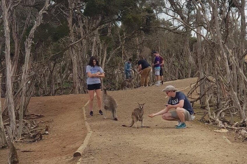 Phillip Island Penguin and wildlife Tour 5