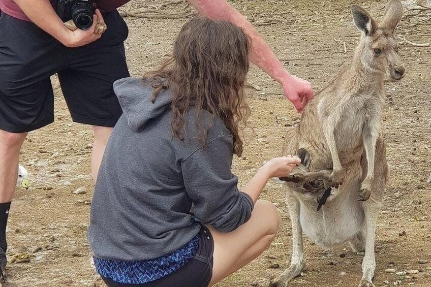 Phillip Island Penguin and wildlife Tour 2
