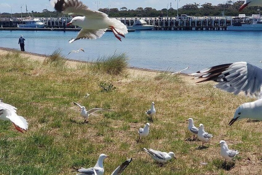 Phillip Island Penguin and wildlife Tour 2