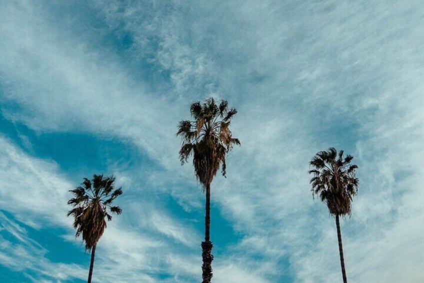 Tres palmeras contra un cielo azul con nubes. 3