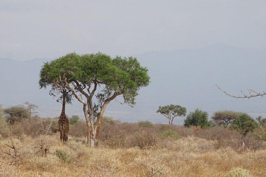 2 Nights Tsavo West Ngulia Safari Lodge and Tsavo East Voi Safari Lodge 1