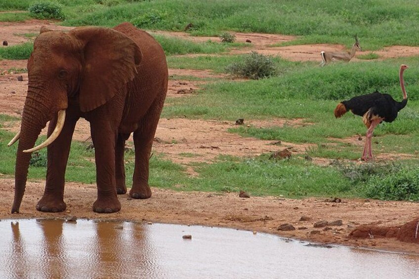 2 Nights Tsavo West Ngulia Safari Lodge and Tsavo East Voi Safari Lodge 4