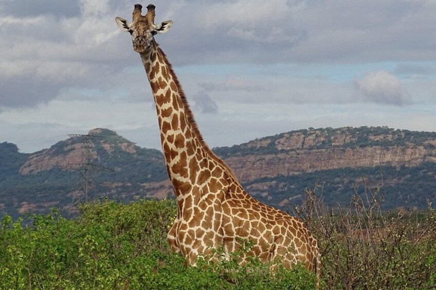 2 Nights Tsavo West Ngulia Safari Lodge and Tsavo East Voi Safari Lodge 5