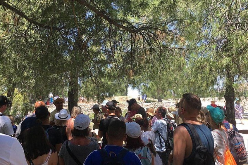 A group of people gathered under pine trees, possibly for a hike or outdoor activity. 2