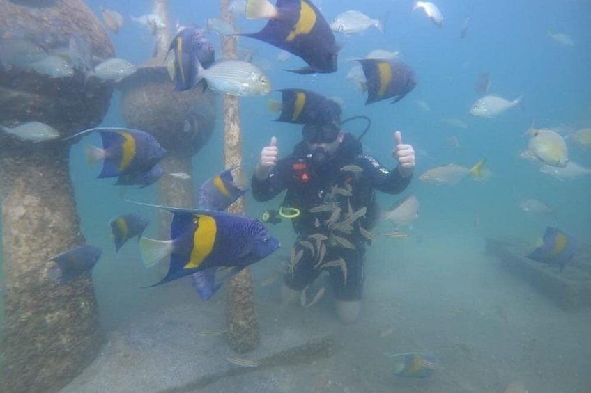 Un buzo bajo el agua, rodeado de diversas especies de peces. 1