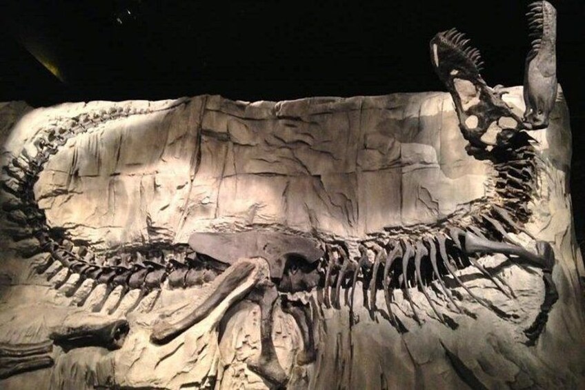 A dinosaur skeleton exhibit with a large sauropod skeleton, a smaller theropod skeleton, and a partial skeleton of a carnivorous dinosaur. 2