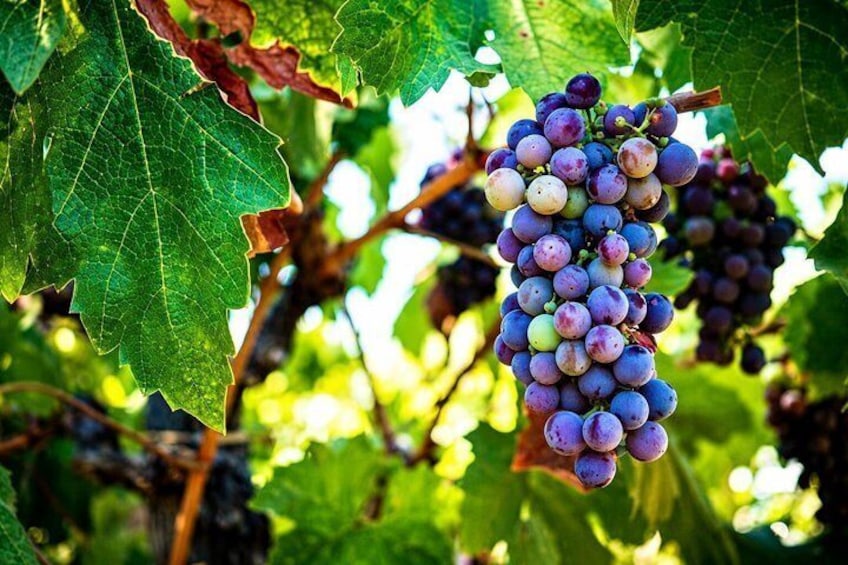 A bunch of purple grapes on a vine with green leaves. 1