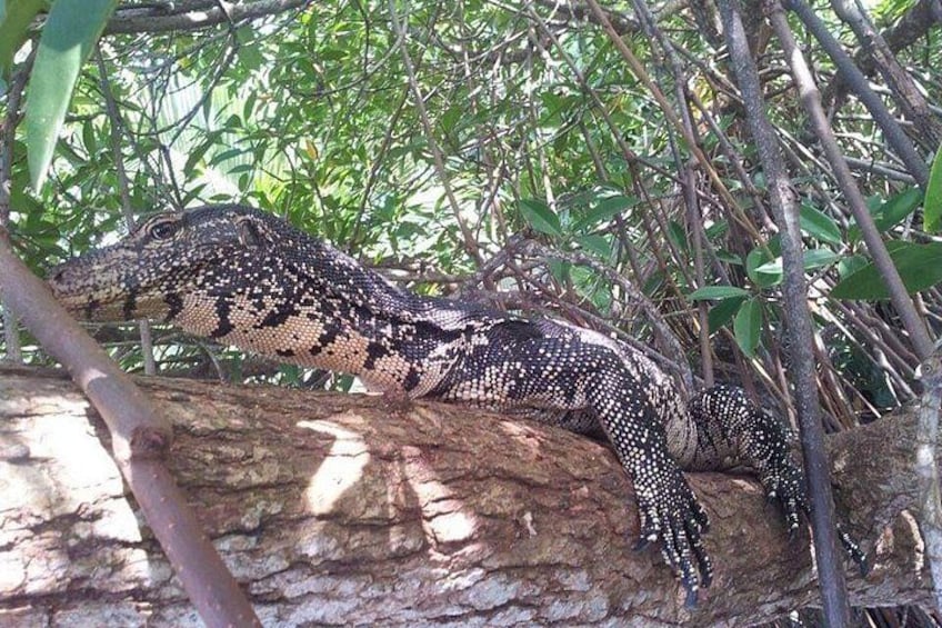 A lizard on a tree branch in a natural setting. 1