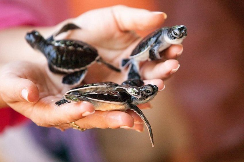 A person holding several baby sea turtles. 2