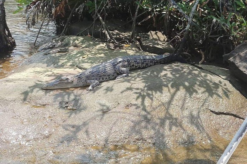A crocodile resting on a sandy surface near water. 4